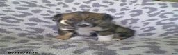 Miniature Australian Shepherd dogs for sale: Lily - Ad 1