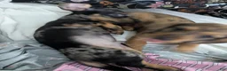 Dachshund dogs for sale: Dasher - Ad 6