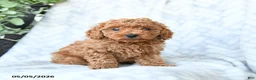 Cavapoo dogs for sale: Cookie - Ad 4