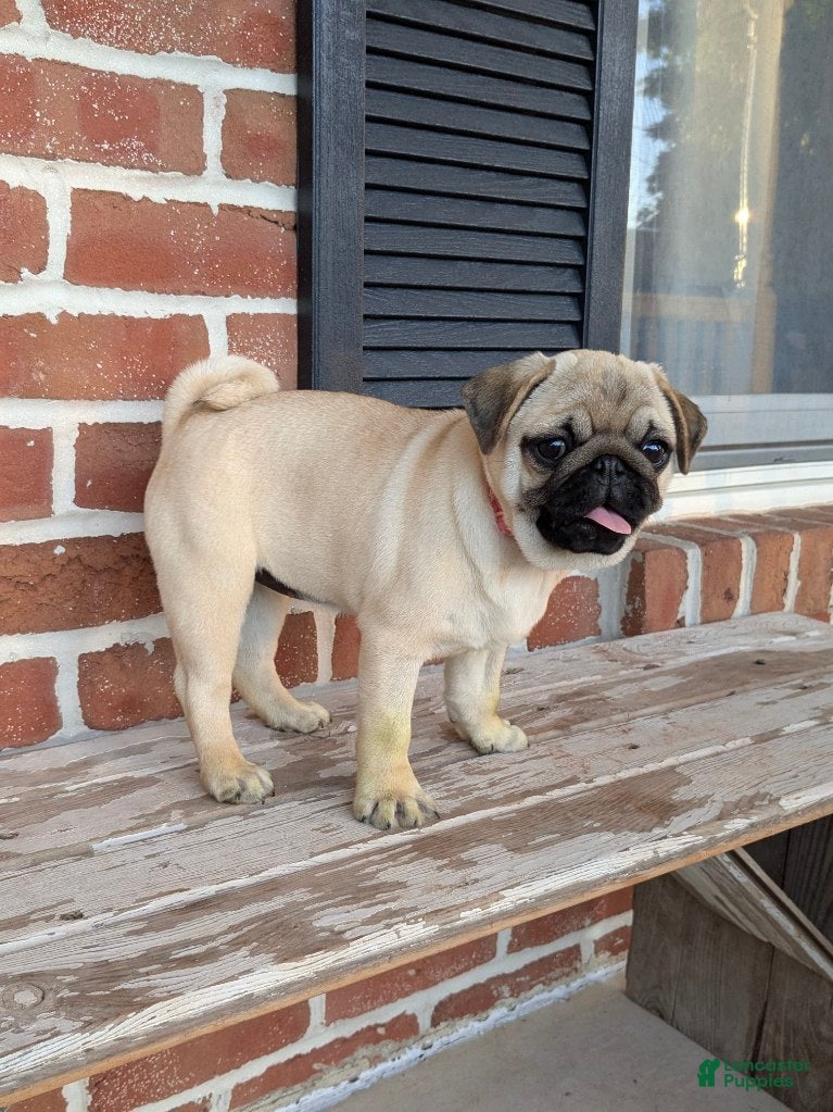 Pug dogs Bluebell - Ad 2