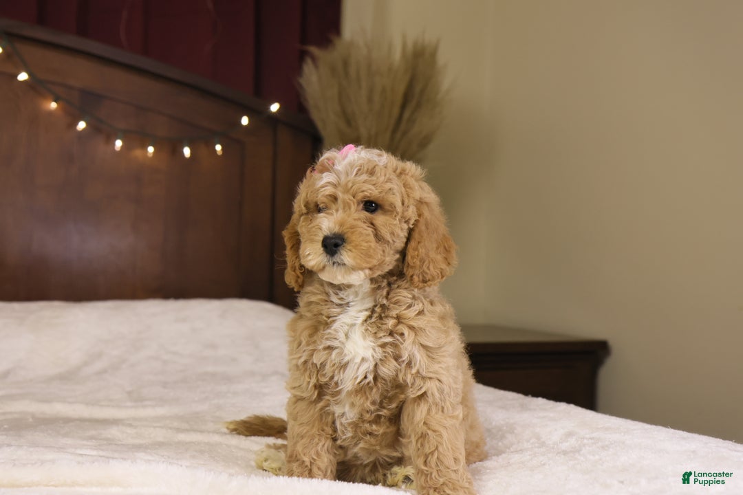 Goldendoodle dogs for sale: Holly - Ad 3