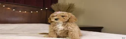 Goldendoodle dogs for sale: Holly - Ad 3