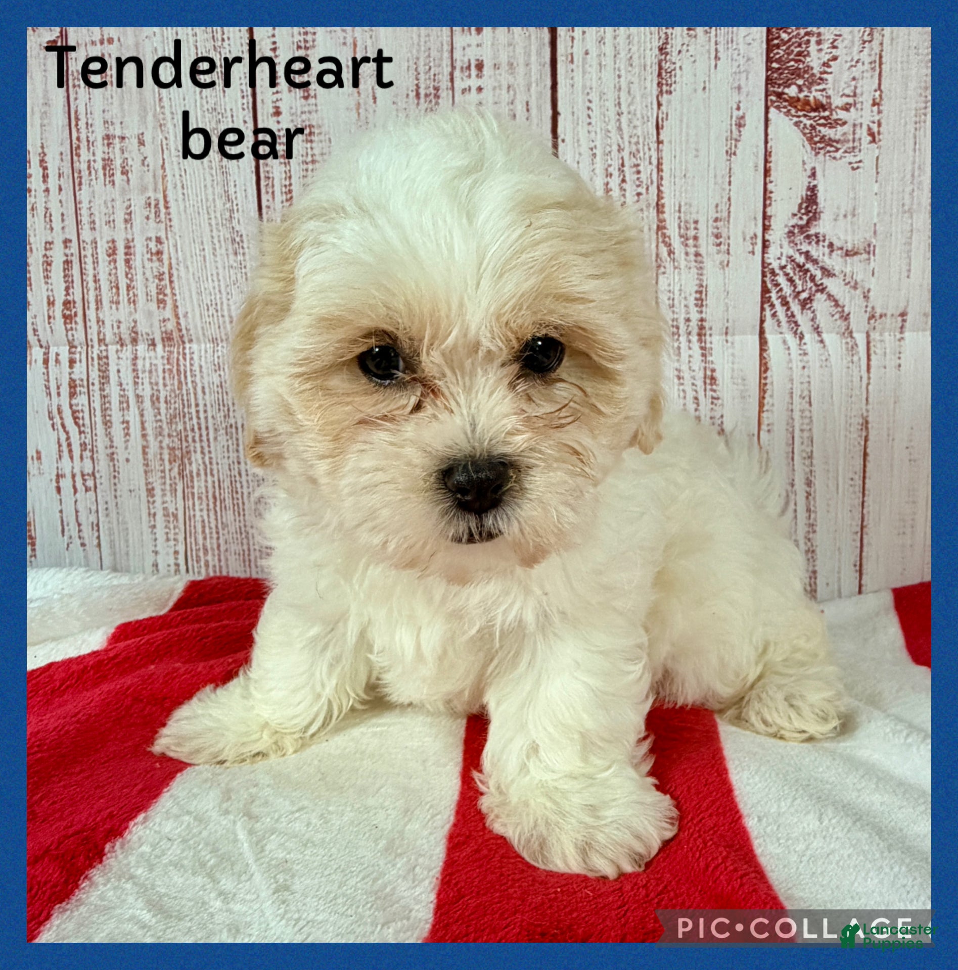 Teddy Bear dogs Tender heart Bear - Ad 1