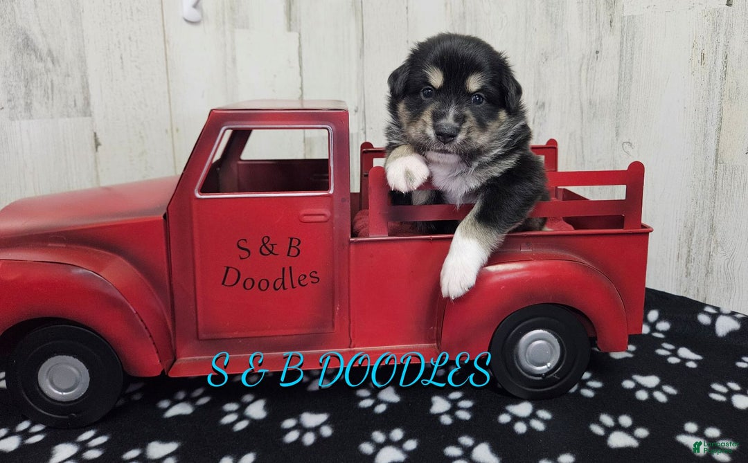 Miniature Australian Shepherd dogs for sale: Flash - Ad 5