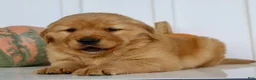 Golden Retriever dogs for sale: Brock Male AKC Golden Retriever - Ad 2