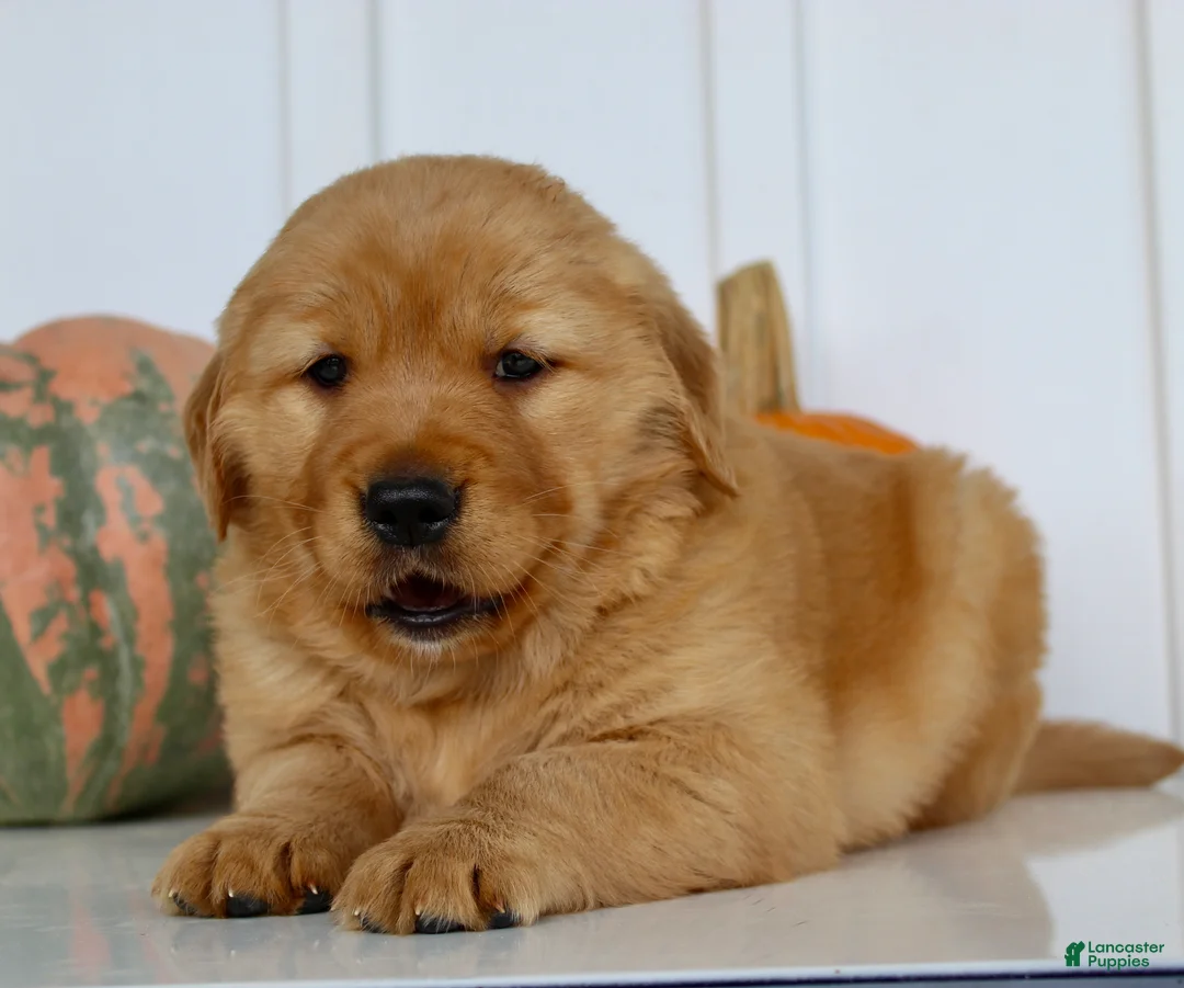 Golden Retriever dogs for sale: Brock Male AKC Golden Retriever - Ad 2