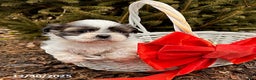 Shih Tzu dogs for sale: Buster - Ad 3