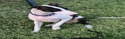 Italian Greyhound dogs for sale: Rufus - Ad 5