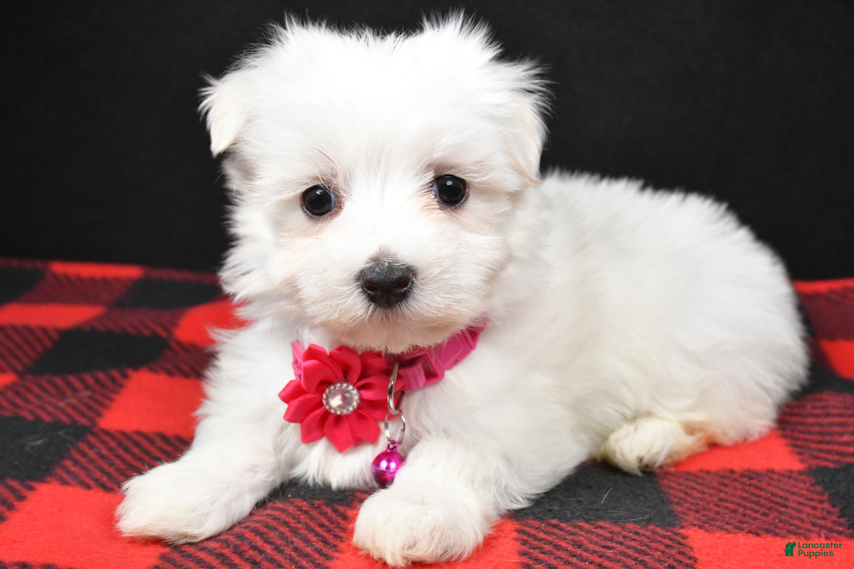 Maltese dogs Molly - Ad 29