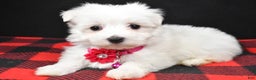 Maltese dogs for sale: Molly - Ad 1
