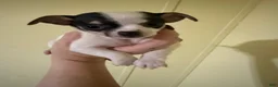 Chihuahua dogs for sale: Chihuahua 2 - Ad 1