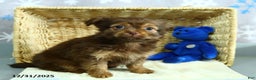 Shorkie dogs for sale: Mindy - Ad 3