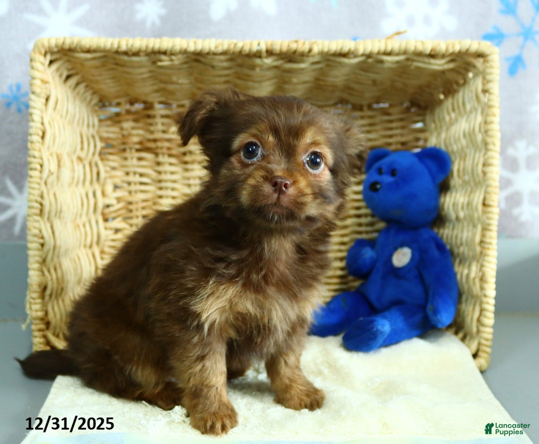 Shorkie dogs for sale: Mindy - Ad 3