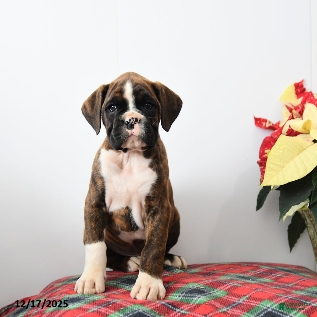 Boxer dogs for sale: Blaze - Ad 2