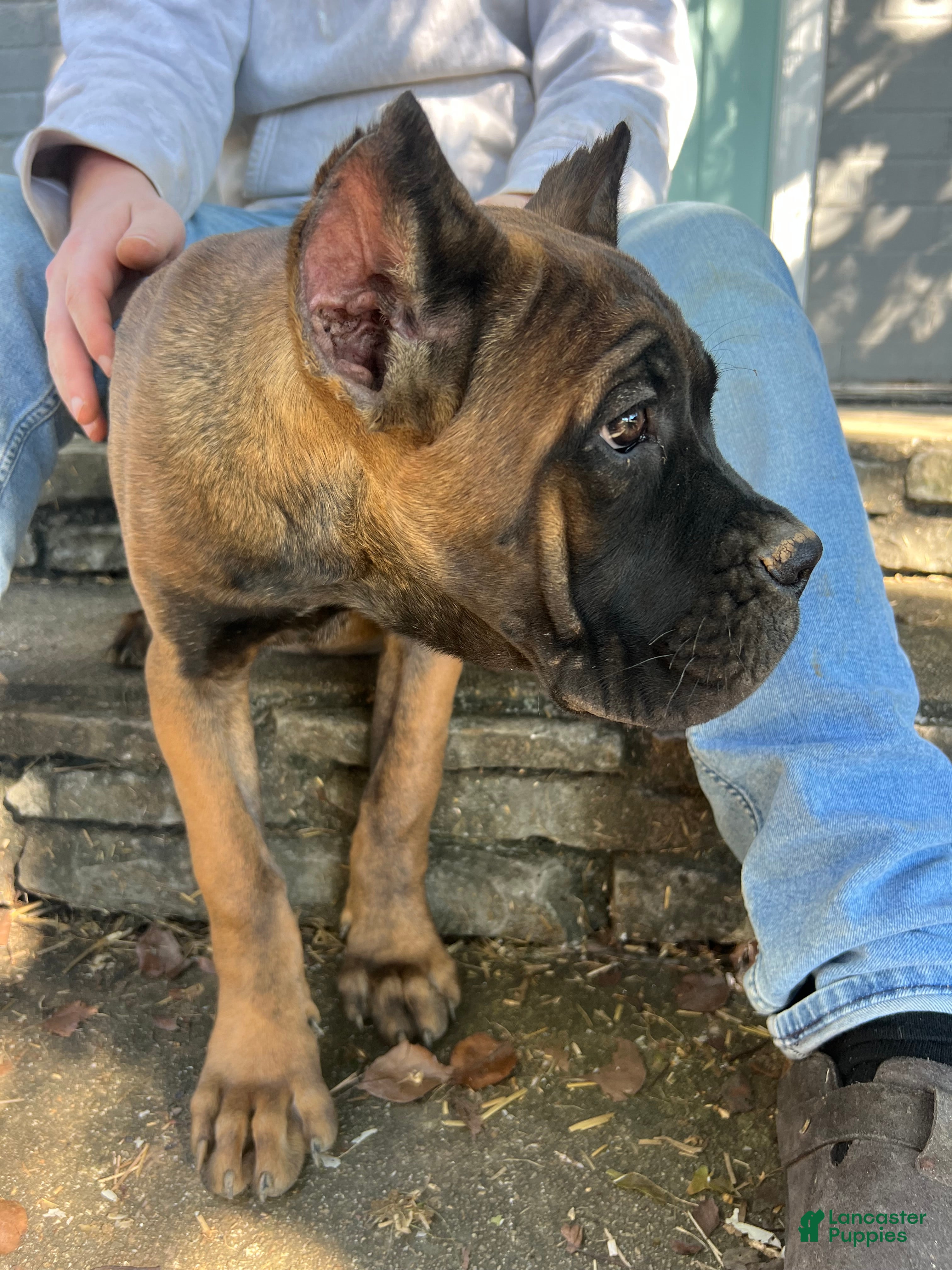 Cane Corso dogs White Collar Female - Ad 1