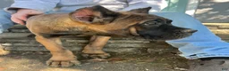 Cane Corso dogs for sale: White Collar Female - Ad 1