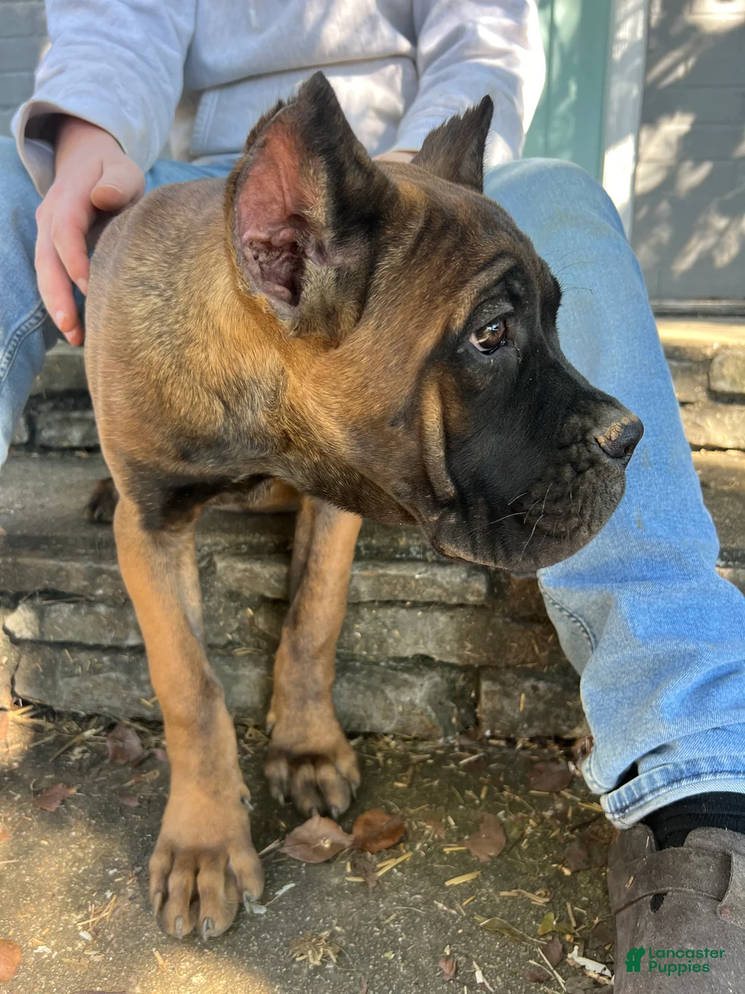 Cane Corso dogs for sale: White Collar Female - Ad 1