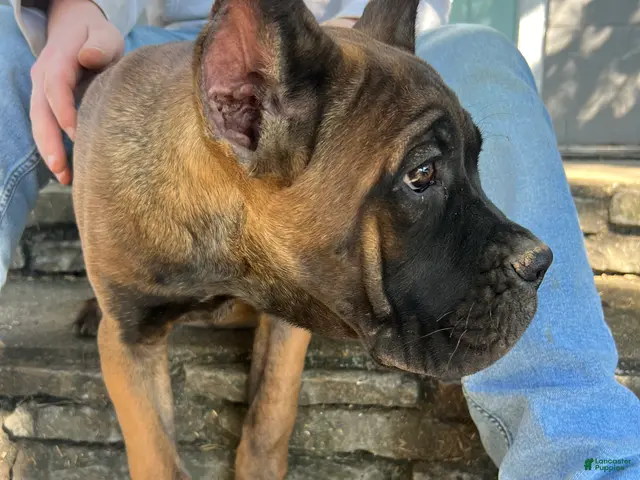 Cane Corso dogs for sale: White Collar Female - Ad 1