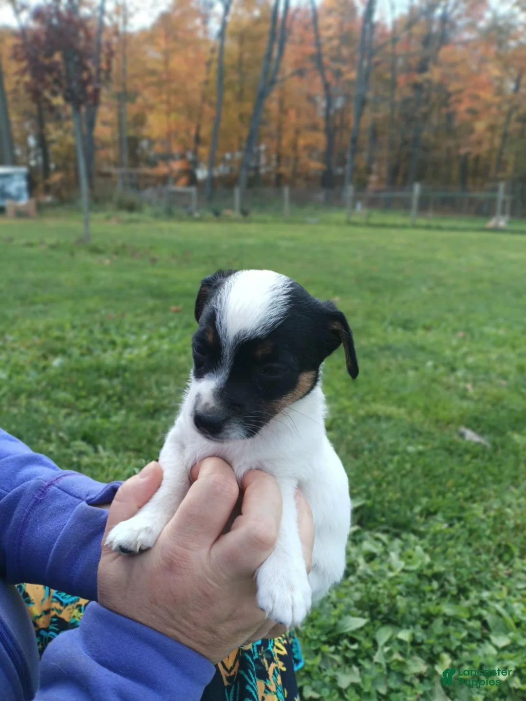 Chipoo dogs for sale: Chipoo 3 - Ad 2
