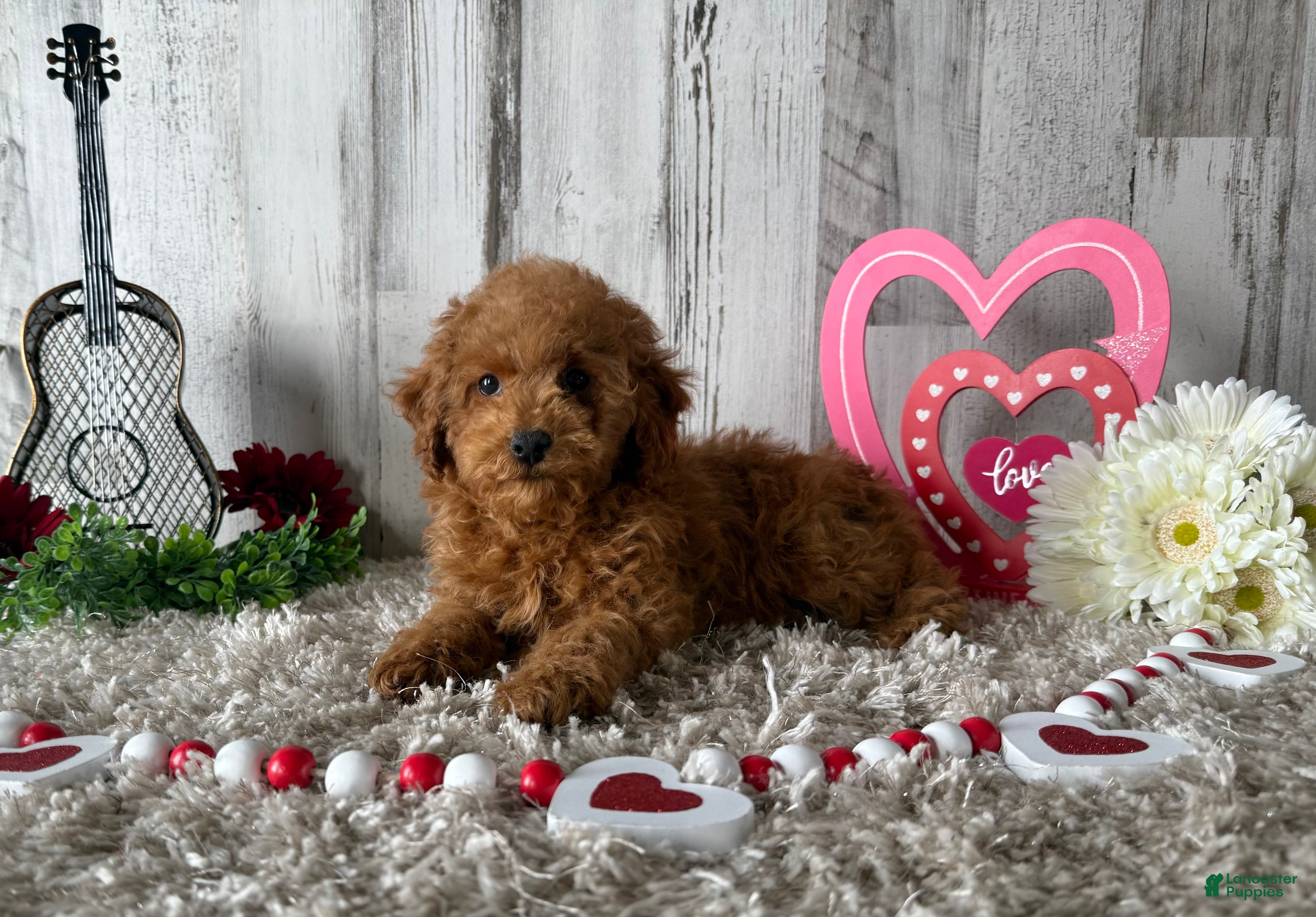 Toy Poodle dogs Tucker - Ad 19
