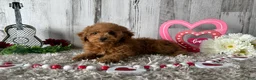 Toy Poodle dogs for sale: Tucker - Ad 1