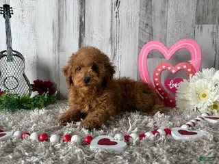 Toy Poodle dogs Tucker - Ad 19