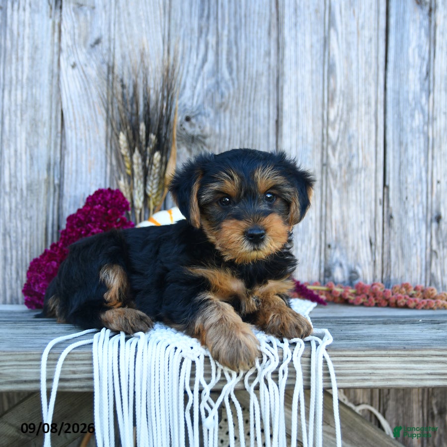 Yorkshire Terrier dogs Sylvester  - Ad 1