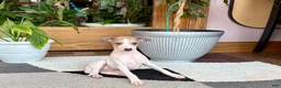 Italian Greyhound dogs for sale: Italian Greyhound female 3 white and fawn  - Ad 9