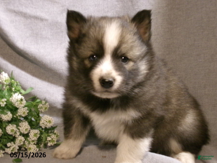 Pomsky dogs Max - Ad 1
