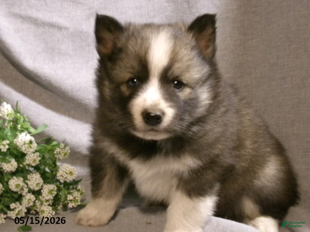 Pomsky dogs for sale: Max - Ad 1