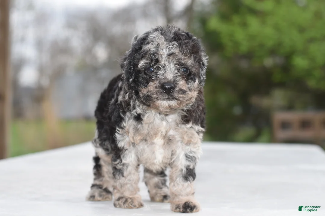 Cockapoo dogs for sale: Bentley f1b - Ad 1