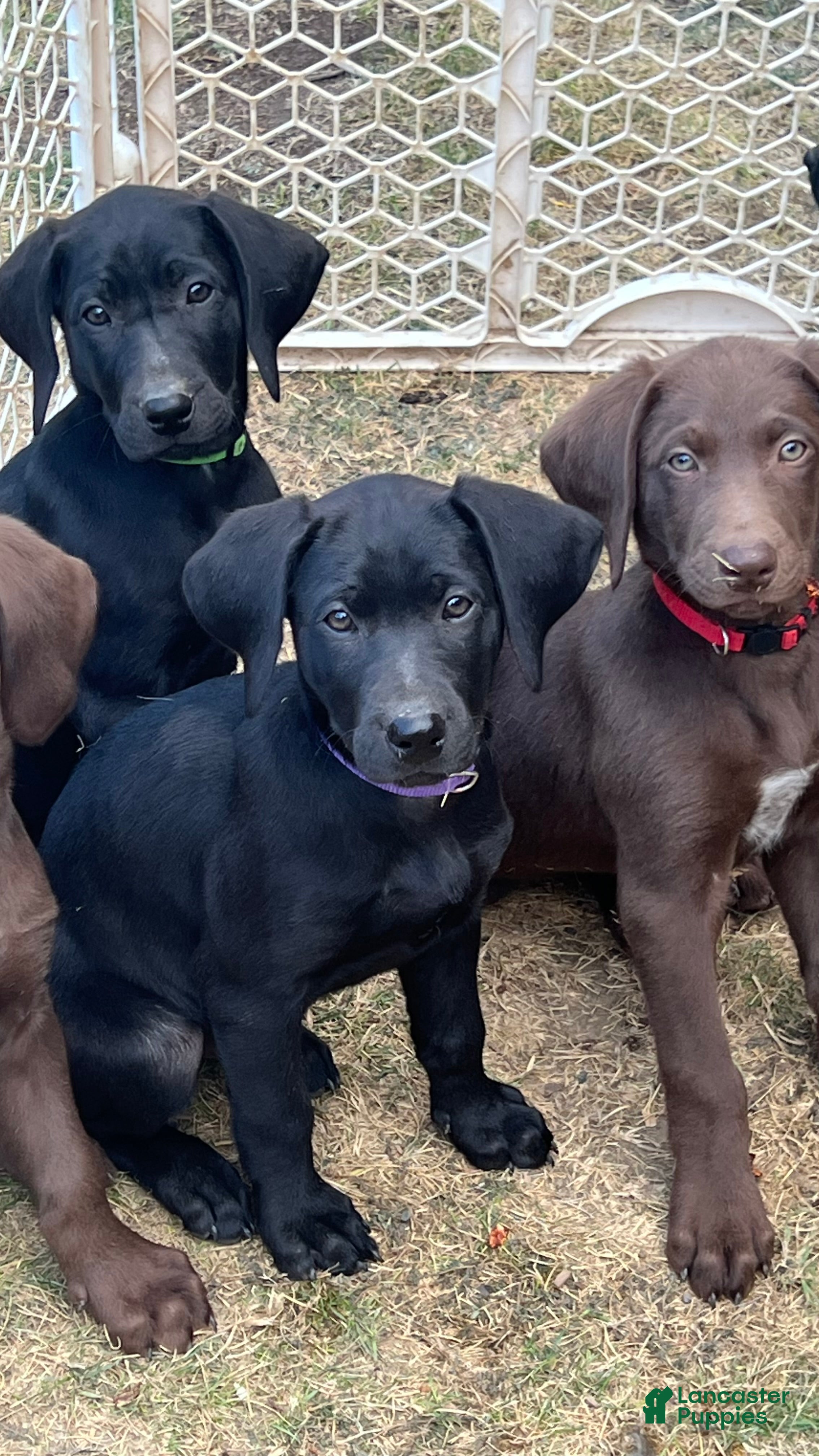 Mixed Breed dogs Mixed Breed 2 - Ad 22