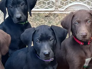Mixed Breed dogs Mixed Breed 2 - Ad 22