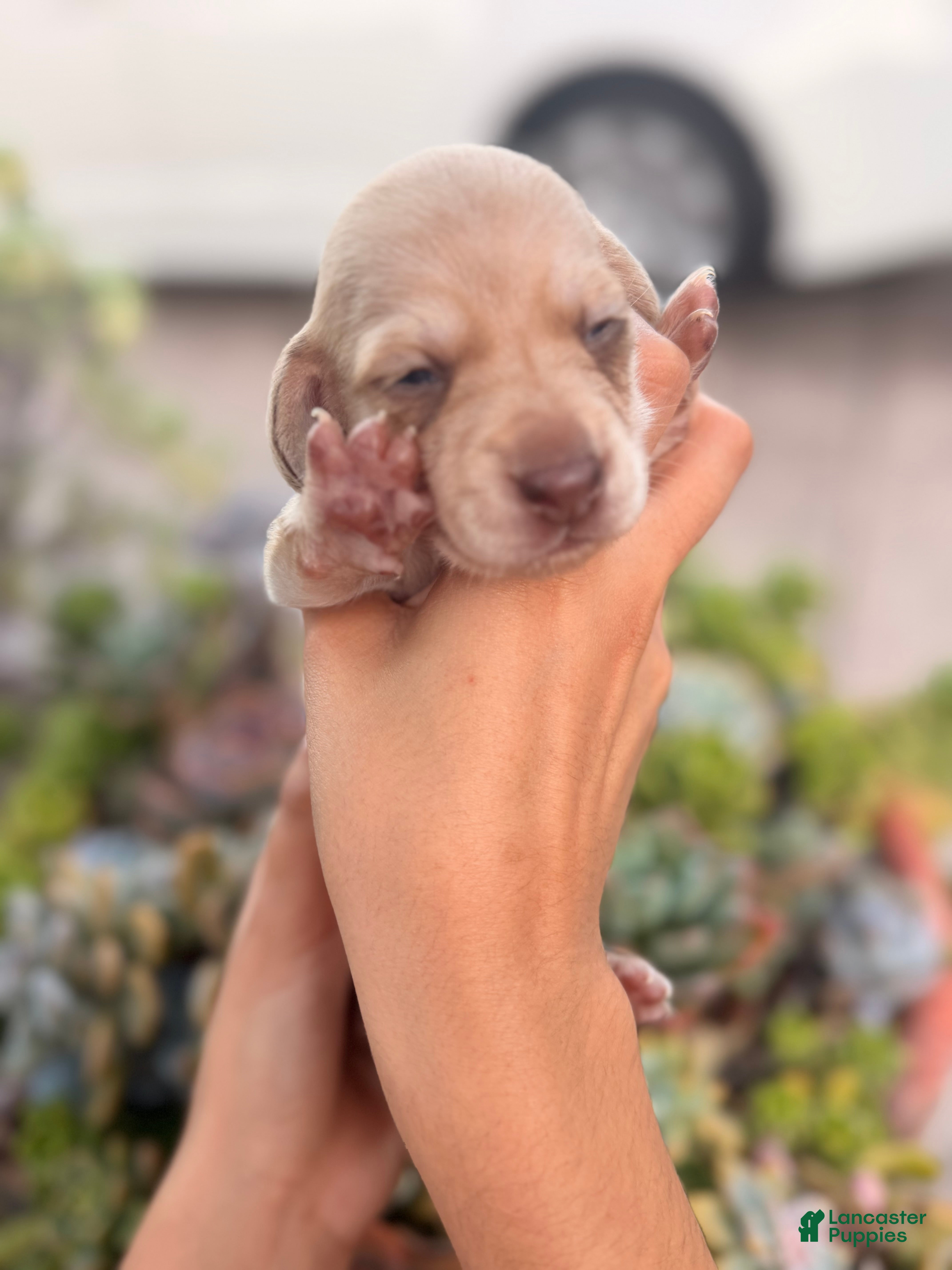 Miniature Dachshund dogs Miniature Dachshund 5 - Ad 19