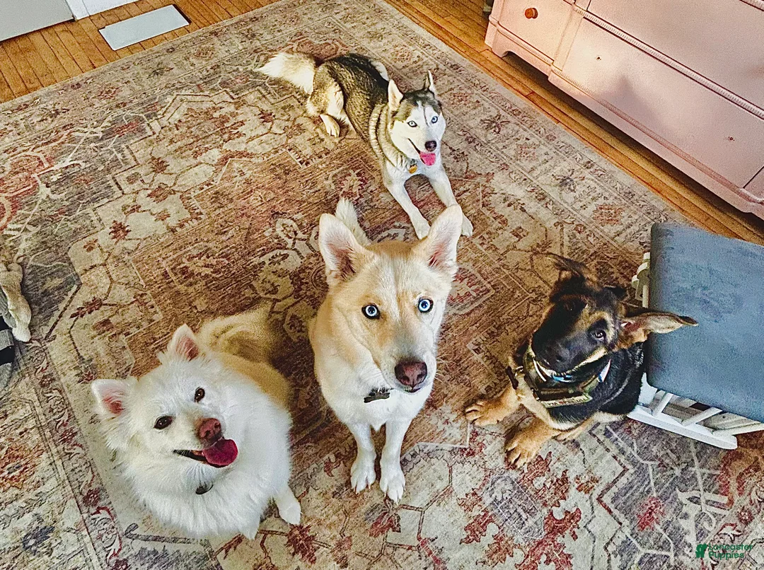 Gallery Image {{count}}