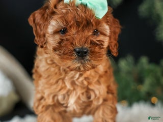 Cavapoo dogs POLLY - Ad 8