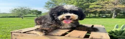 Mini Bernedoodle dogs for sale: Ravioli - Ad 3