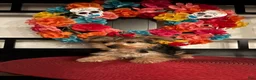 Yorkshire Terrier dogs for sale: Yorkshire Terrier Puppy 2 - Ad 3