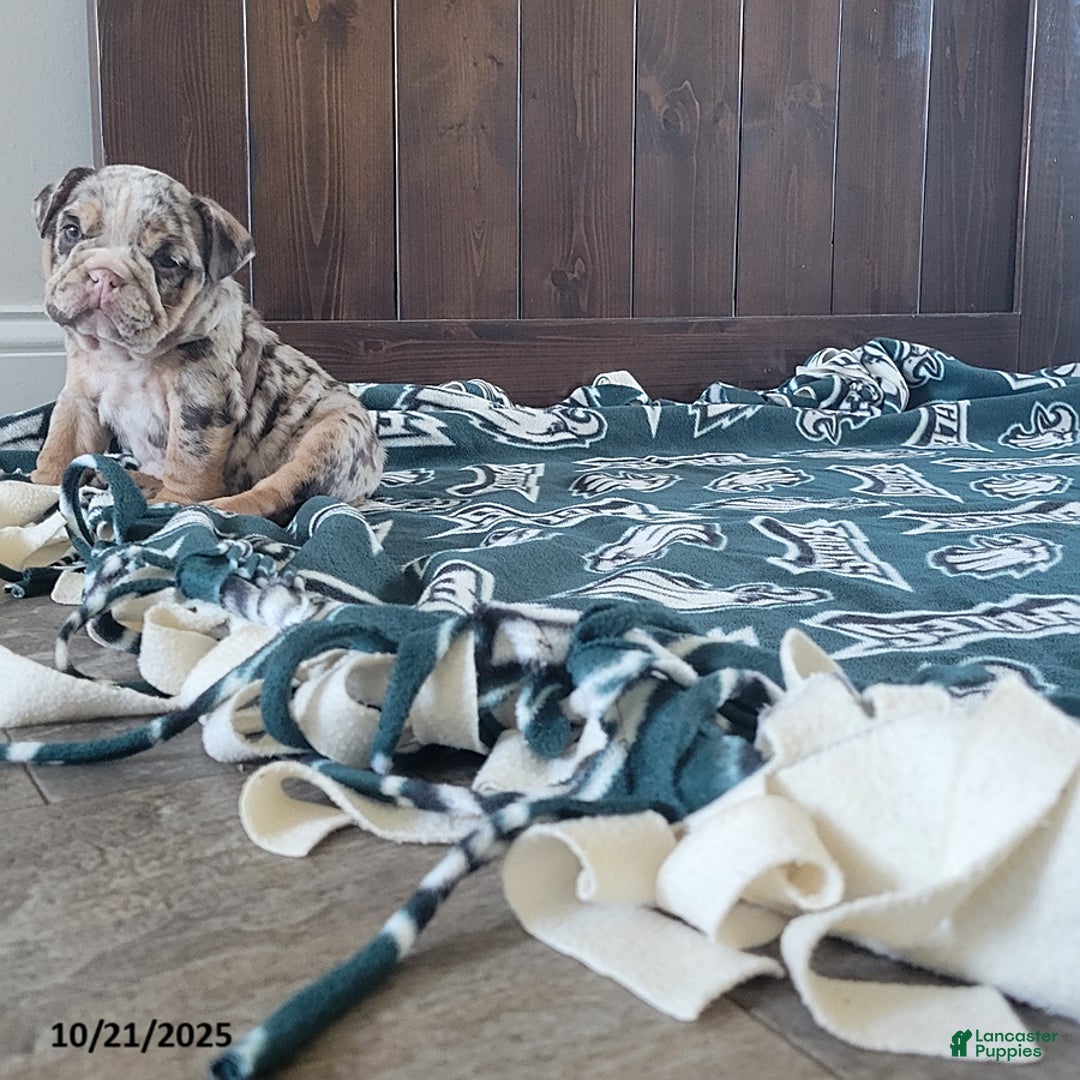 English Bulldog dogs for sale: Kira - Ad 5