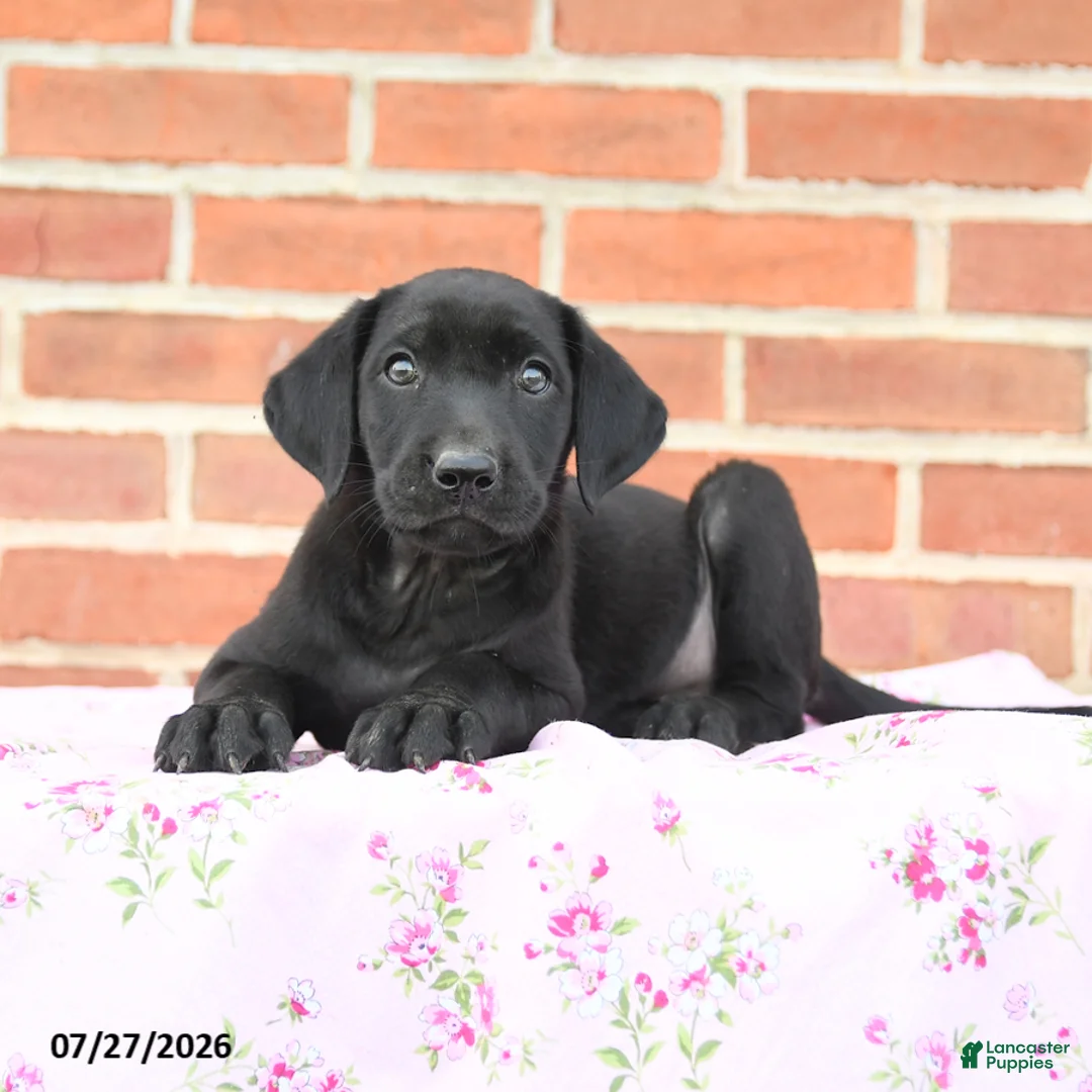 Labrador Retriever dogs for sale: Phoebe - Ad 3
