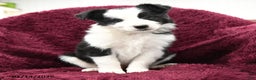 Border Collie dogs for sale: Gingko - Ad 1