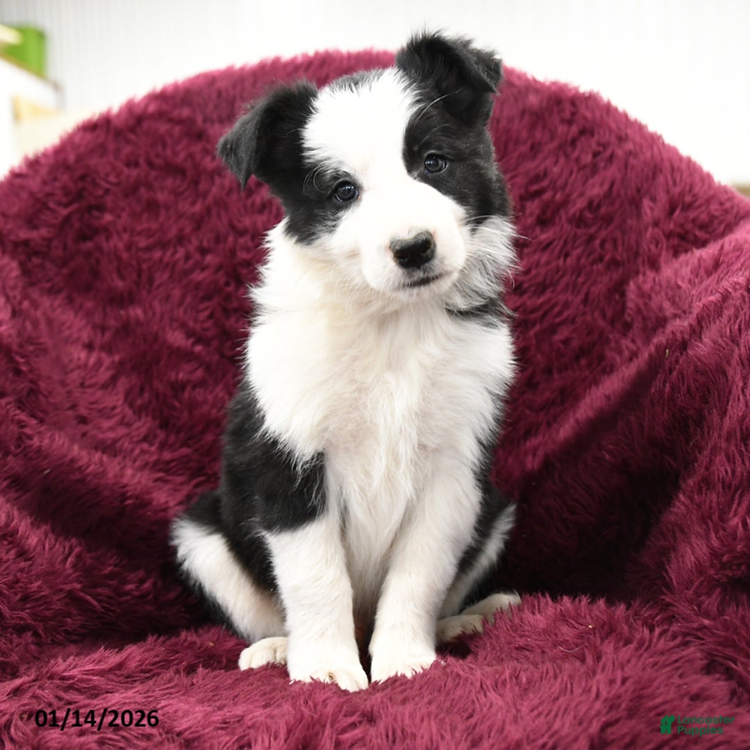Border Collie dogs for sale: Gingko - Ad 1