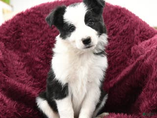 Border Collie dogs Gingko - Ad 22