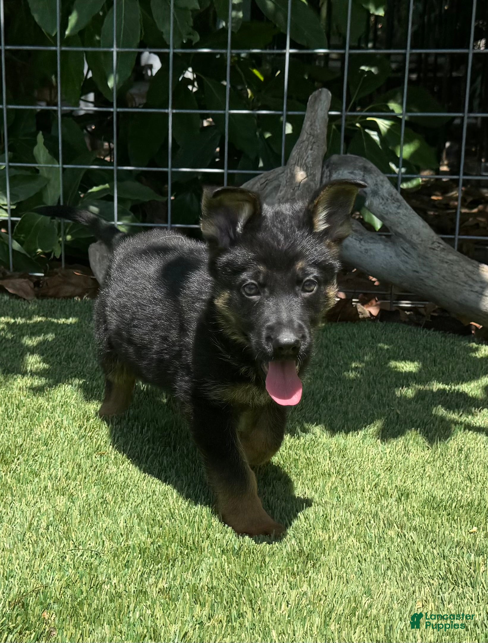 German Shepherd dogs German Shepherd 2 - Ad 2
