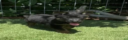 German Shepherd dogs for sale: German Shepherd 2 - Ad 2