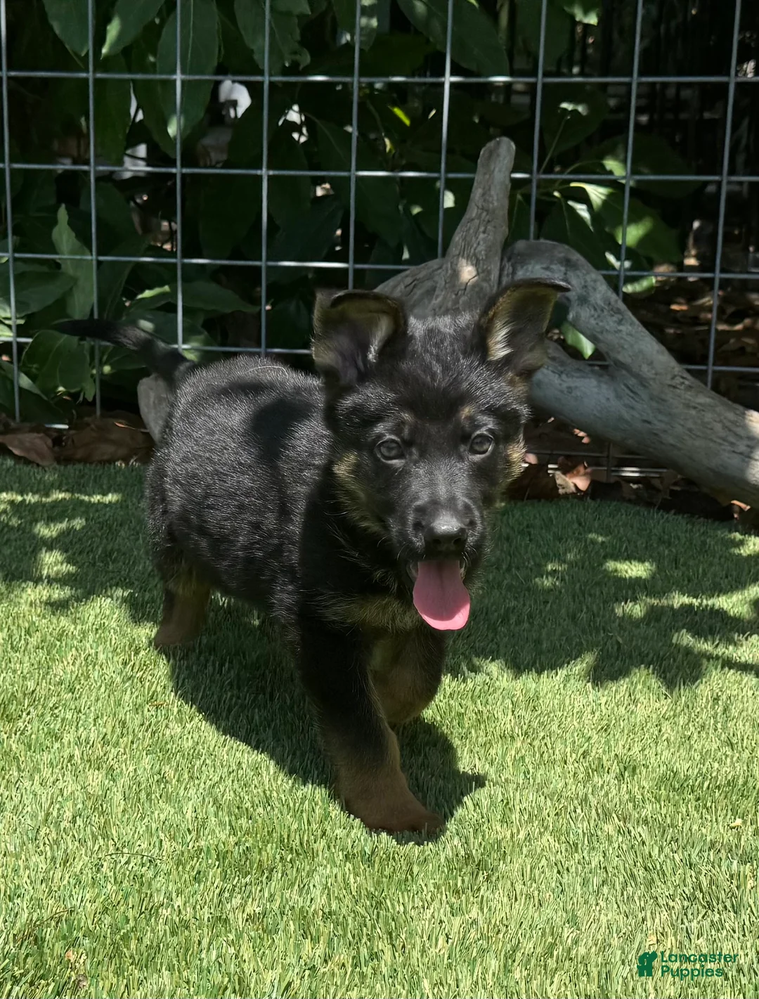 German Shepherd dogs for sale: German Shepherd 2 - Ad 2