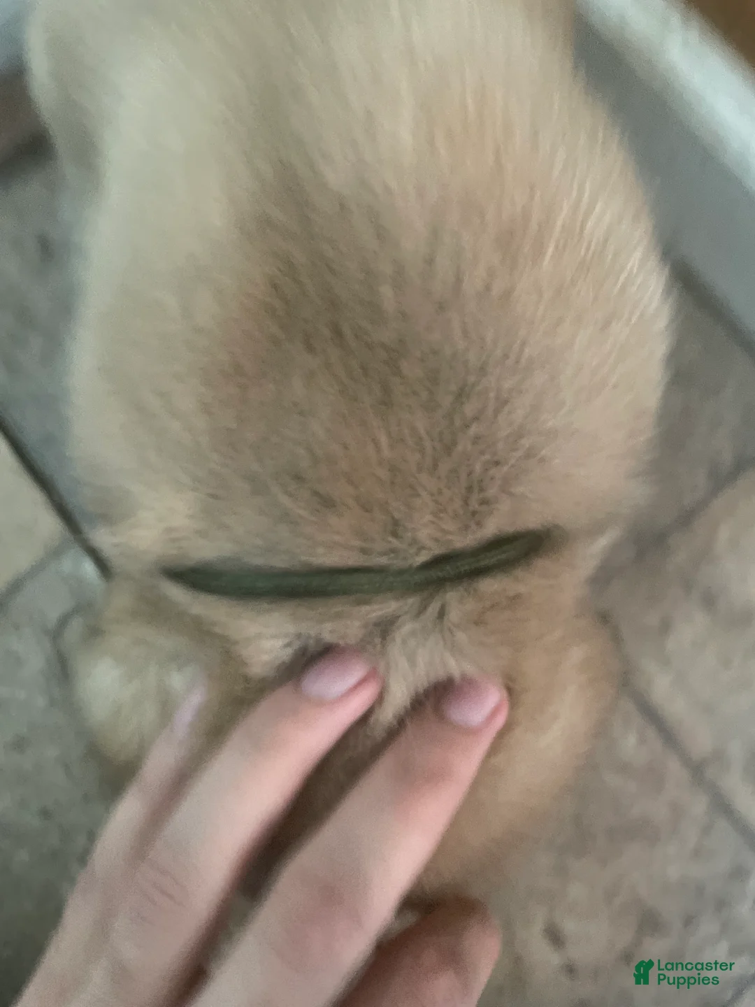 English Mastiff dogs for sale: English Mastiff 4 - Ad 1