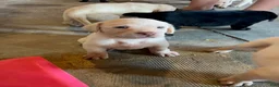Labrador Retriever dogs for sale: Labrador Retriever  - Ad 1