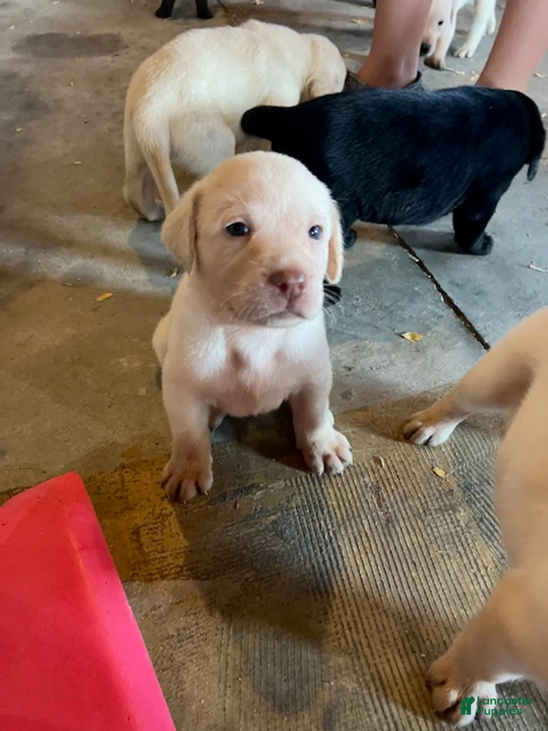 Labrador Retriever dogs for sale: Labrador Retriever  - Ad 1