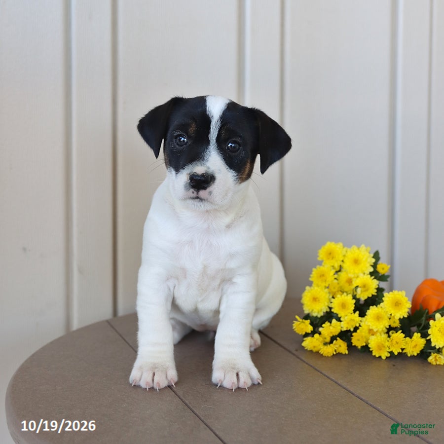 Jack Russell Terrier dogs for sale: Bubbles - Ad 2
